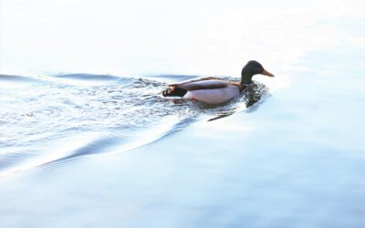 A Reflection on Peace
