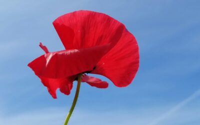 In Memoriam: Desiree Barker