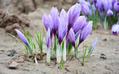 “Above all, trust in the slow work of God…”